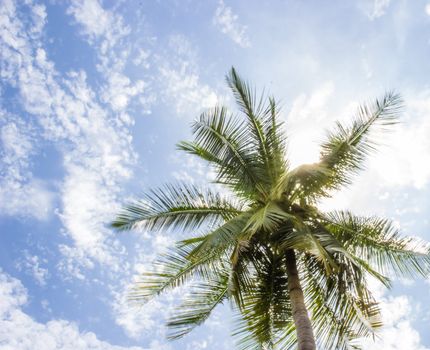 A Coconut tree and  sunny blue sky.
