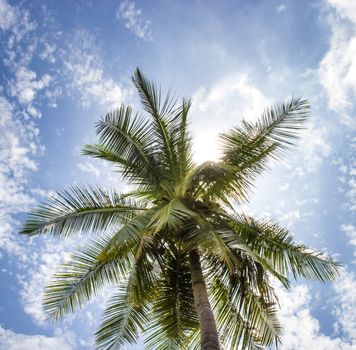 A Coconut tree and  sunny blue sky.