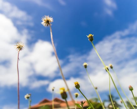 Wildflowers in the field in Thailand