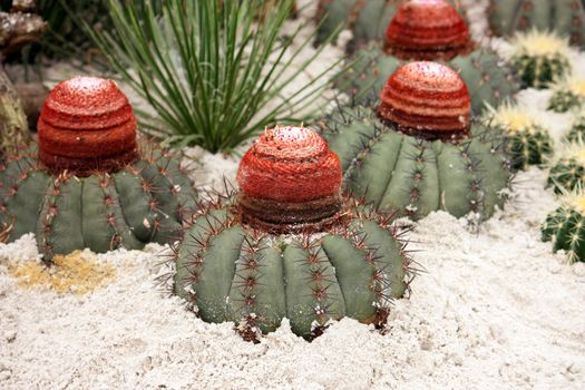 Beautiful cactus exotic succulent in a rocky desert