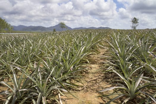 Pineapple fields in Phuket, Thailand