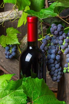A bottle of red wine on the background of dark grapes