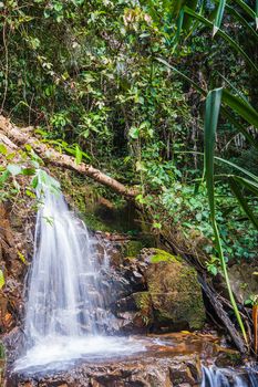 tropical jungles of South East Asia. Thailand