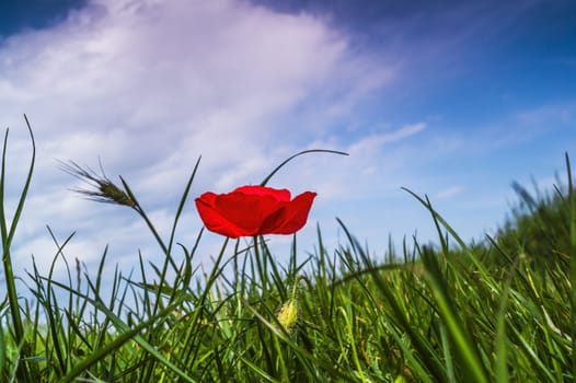 Poppy flower on a field against blue sky