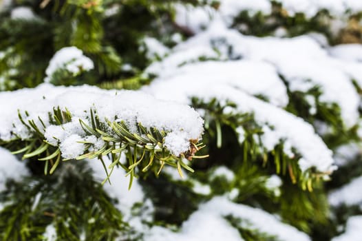 Detail of a fir under the snow