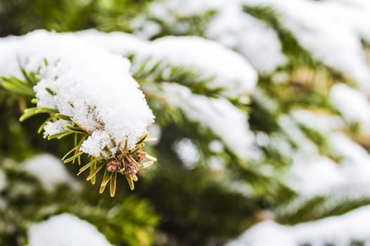 Detail of a fir under the snow
