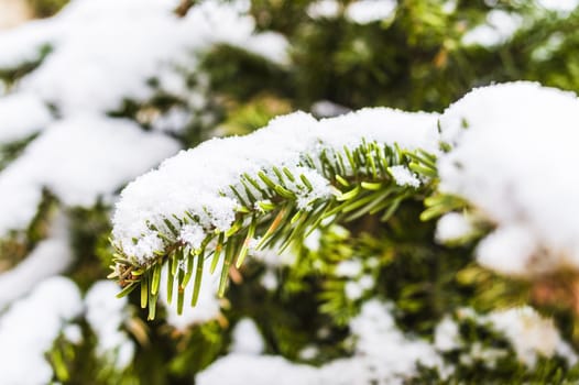 Detail of a fir under the snow