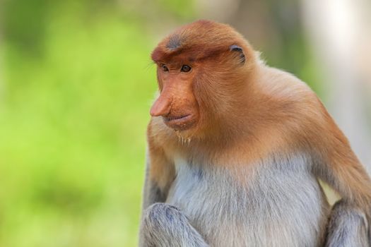 Proboscis monkey in the mangrove in Labuk Bay, Borneo