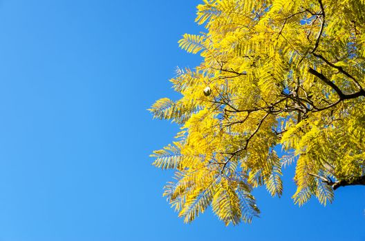 Yellowish leaves on a tree against a beautiful blue sky
