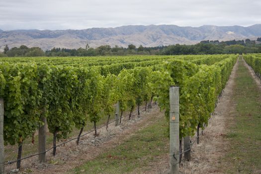 Vines growing in a Marlborough vineyard, South Island, New Zealand