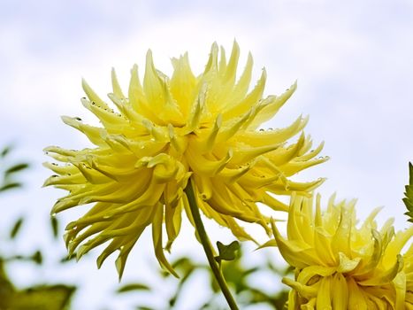 Yellow dahlia flowers on the sky background close up