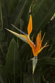 two bird of paradise growing in the wild