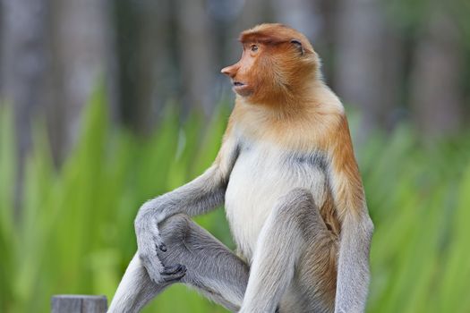 Proboscis monkey in the mangrove in Labuk Bay, Borneo