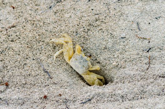 Small crab burrowing in the sand of a beach in San Andres y Providencia, Colombia