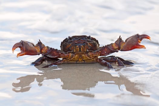 Crab in  awesome position in  sand, Thailand.