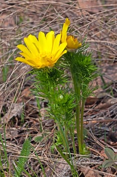 Yellow  Adonis in spring forest on background of leaves, Russia.