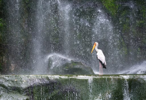 Milky stork bird in a lake in front of a waterfall (Mycteria cinerea).