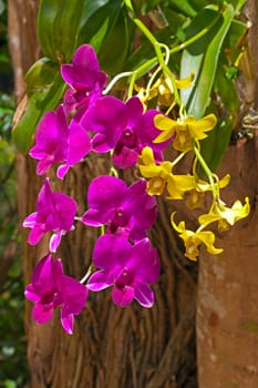 Orchids of different colors close-up on  background of leaves, Thailand.