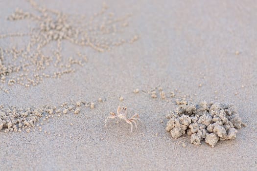 Small crab on  sand beside burrow, Thailand.