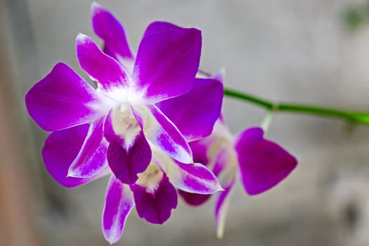 Beautiful flowers of orchids close up.