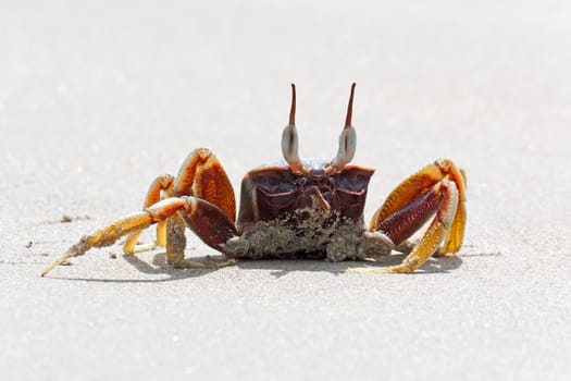 Marine crab close-up on  shore of South China Sea, Thailand.