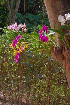 Orchids of different colors close-up on  background of leaves, Thailand.