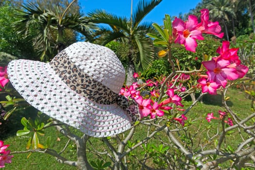 Adenium flowers and sun hat  closeup on a background of blue sky, Thailand.
