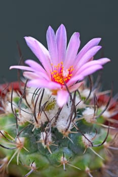 Cactus flowers  on  dark  background.Image with shallow depth of field.