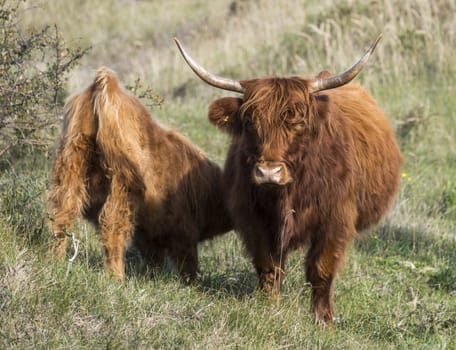 mother galloway and young animal drinking milk in dutch nature