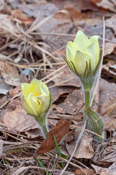 Spring flowers close up on  background of leaves.