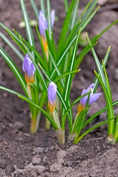 Spring flowers  - Crocus,close up on  background of  earth.