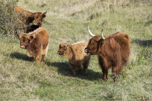 mother galloway and two young animals in dutch nature