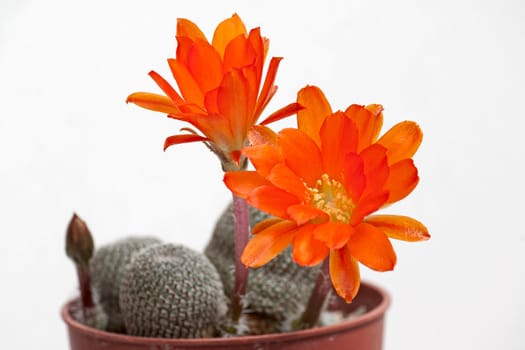 Cactus flower  on light  background.Image with shallow depth of field.