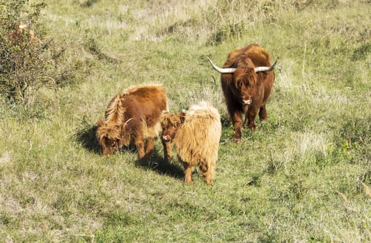 mother galloway and two young animals in dutch nature