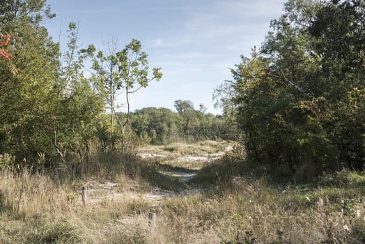 forest with waving sand and green trees