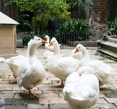 Geese in cloister La Seu, Barcelona Spain