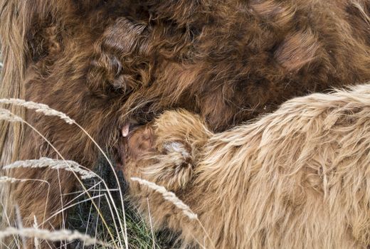young galloway drinking milk at mothers nipple in dutch wild nature