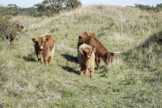 galloway mammal in the dutch nature waterplas near rockanje