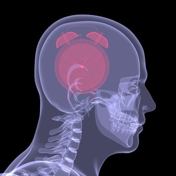 Red alarm clock in head. X-ray render isolated on a black background