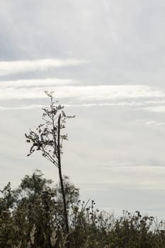 wild plants with clouds as bakcground
