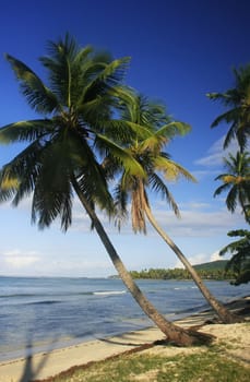 Leaning palm trees at Las Galeras beach, Samana peninsula, Dominican Republic