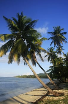 Leaning palm trees at Las Galeras beach, Samana peninsula, Dominican Republic