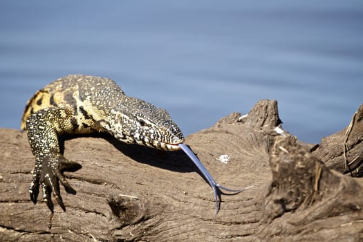 Water monitor lizard or leguaan climbing over a wooden log