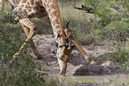 Giraffe Drinking Giraffa Camelopardalis Kruger National Park South Africa