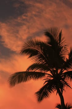 Silhouette of palm tree at sunset