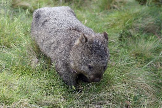 Wombat, Cradle Mountain National Park, Tasmania, Australia