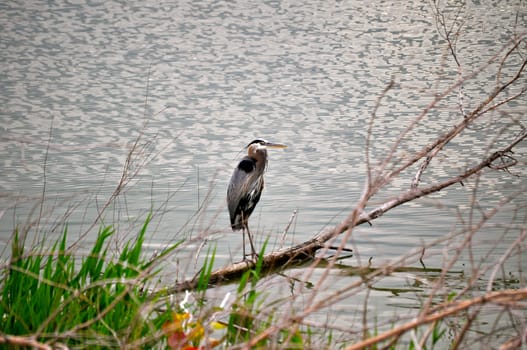 Birds on the bank of Lake Erie