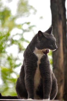 Cat Bathes while sitting on a table