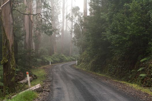 Curved Road With two Construction Signs on Either Side of the Road in the Distance