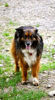 Friendly dog stares into camera